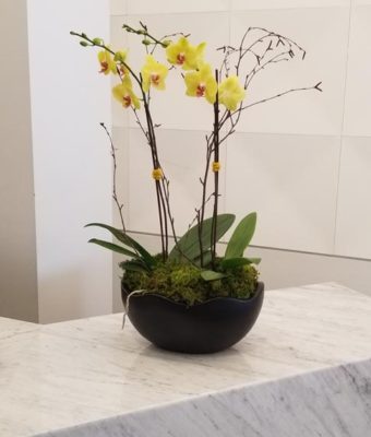 Planter on Counter