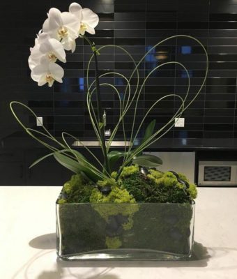 Orchid with Natural Elements