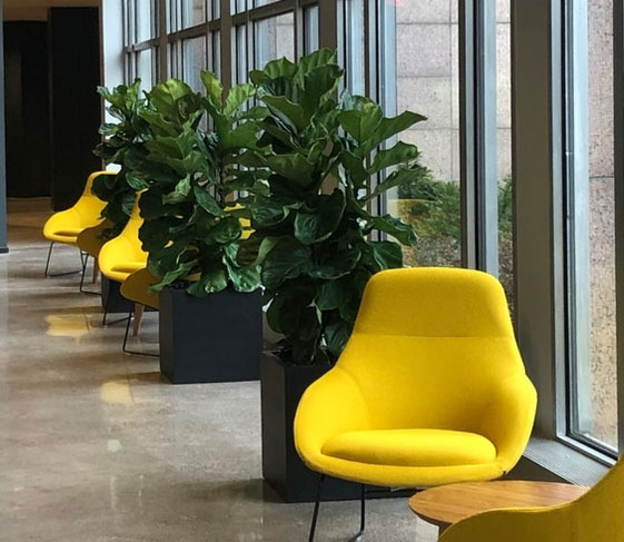 Fig tree in lobby behind yellow chairs