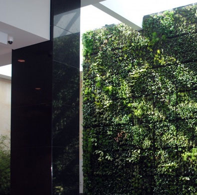 Green living moss wall