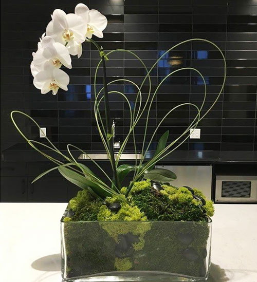 Orchid with a moss base in glass