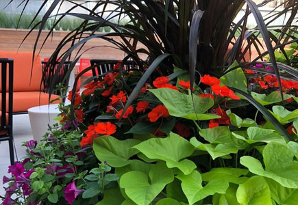 Planter in front of seated outside area