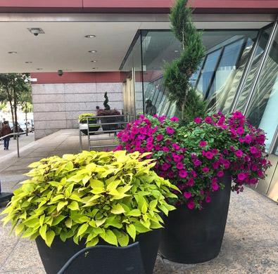 planters with mixed flora