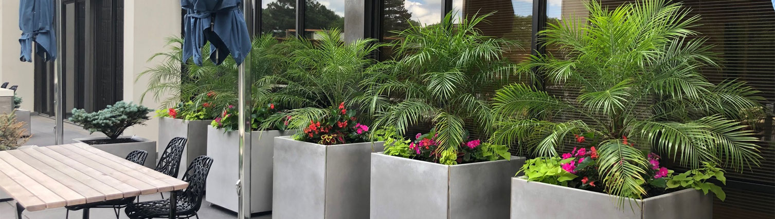Planters lined up with mixed flora