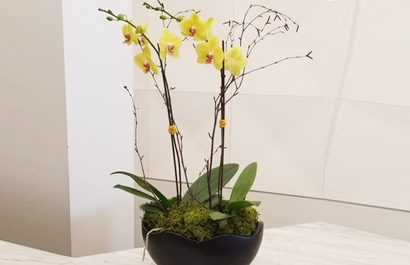 Yellow Orchid in Planter